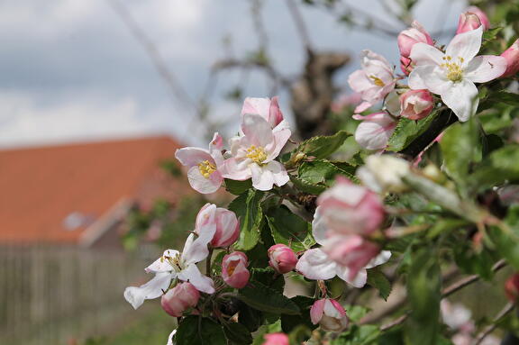 Ol diek lente